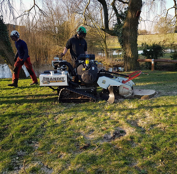 Tree stump removal Harrogate