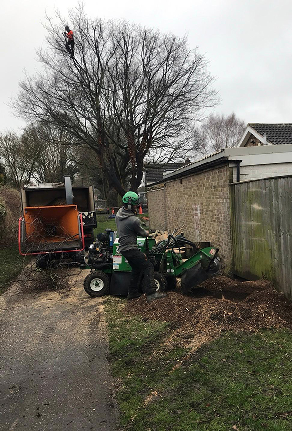 Tree stump removal Harrogate